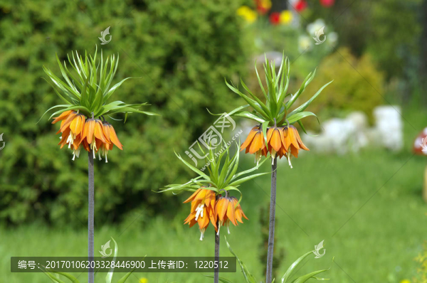 花園里的花兒