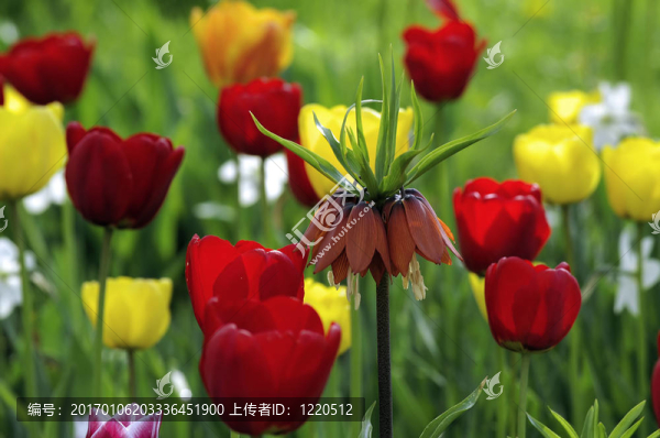 春天的花朵