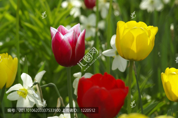 花園里的花兒
