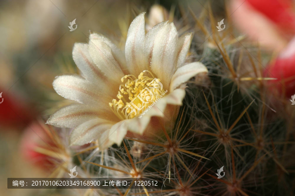 仙人掌花