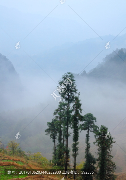 高山云霧
