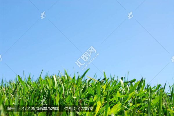 草地和天空
