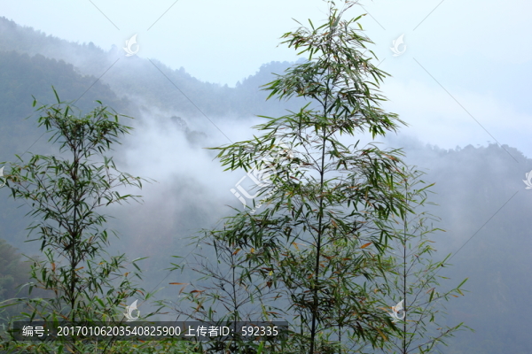 高山云霧