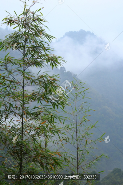 高山云霧