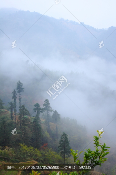 高山云霧