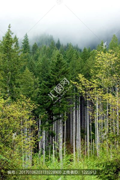 春天的森林-匯圖網(wǎng) www.fosd68.com 春天的森林