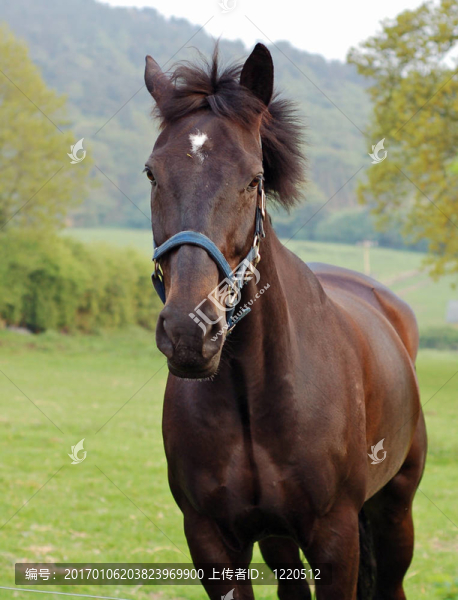 馬在國(guó)家2-匯圖網(wǎng) www.fosd68.com 馬在國(guó)家2