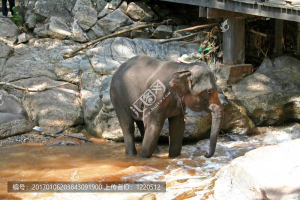 大象洗澡-匯圖網(wǎng) www.fosd68.com 大象洗澡