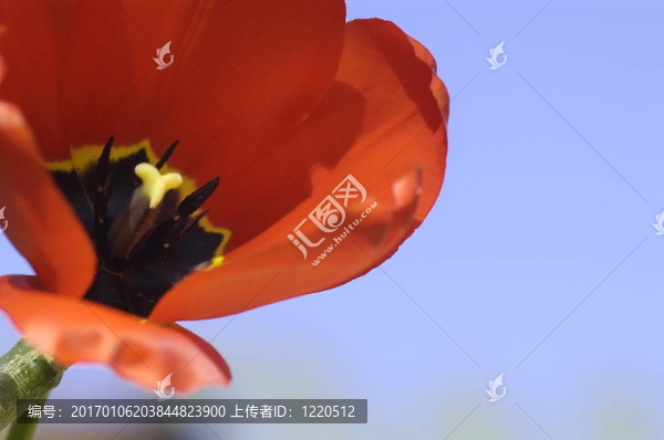 郁金香和天空