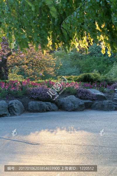花園里的花