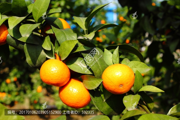 柑橘-匯圖網(wǎng) www.fosd68.com 柑橘