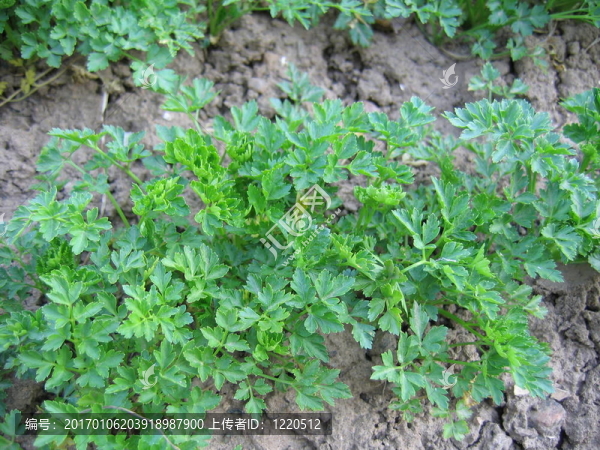 香菜在苗床