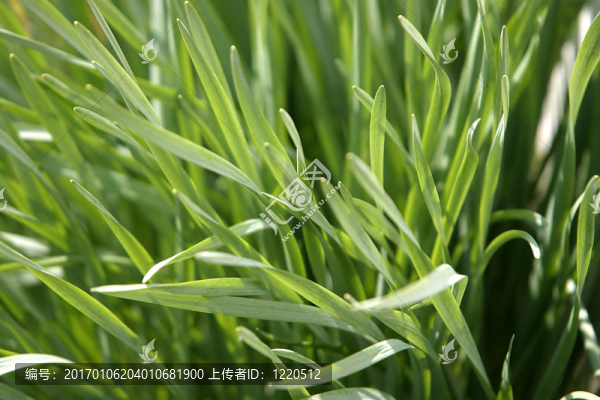 綠色的草-匯圖網(wǎng) www.fosd68.com 綠色的草