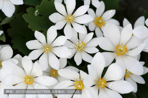 白色的花
