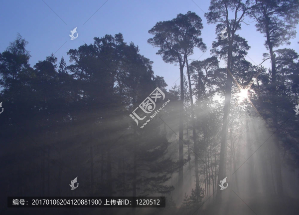 太陽在森林