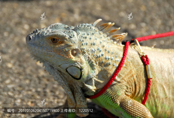 鬣蜥-匯圖網(wǎng) www.fosd68.com 鬣蜥