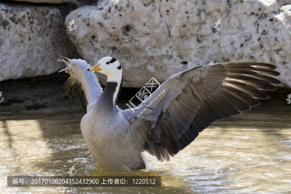 斑頭雁