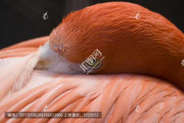 火烈鳥