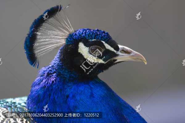 孔雀