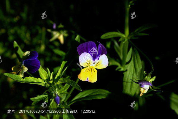 花淺