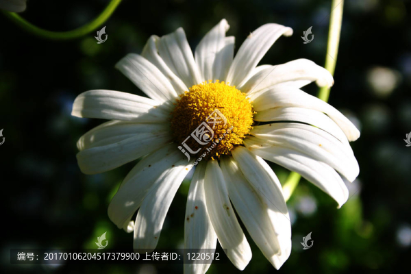 沙斯塔山雛菊