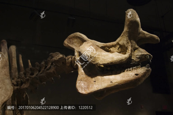 恐龍骨架