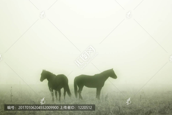 草原的馬