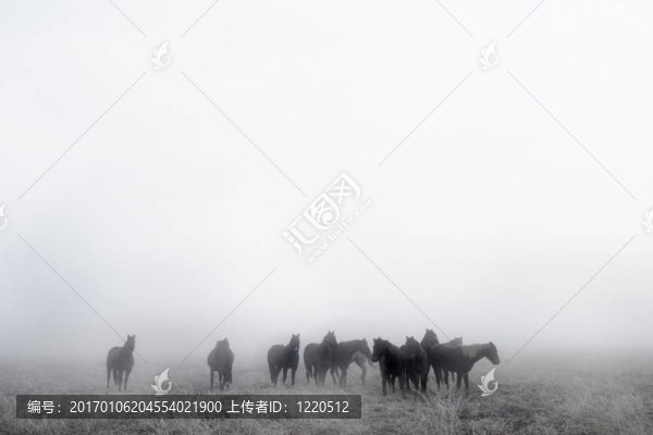 草原的馬