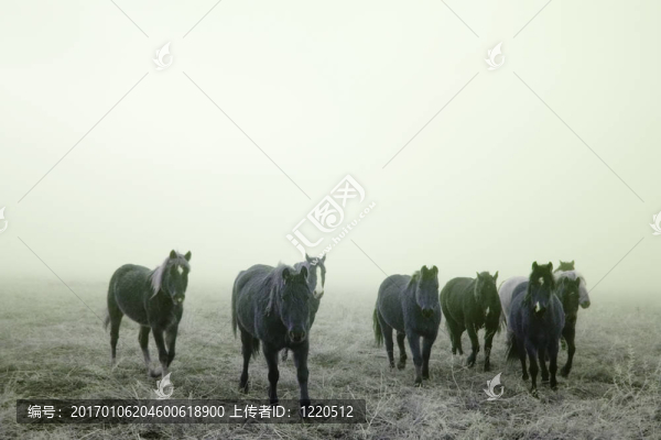 草原的馬