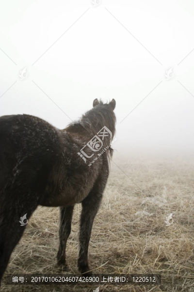 草原的馬