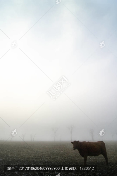 霧中的牛