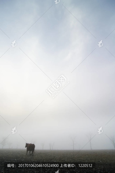 霧中的牛