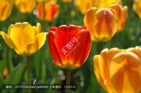 一朵紅色的郁金香在黃色和橙色的郁金香中