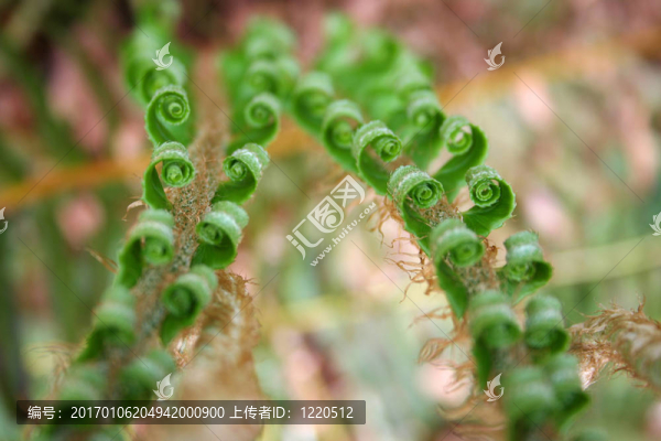 新的蕨類(lèi)植物