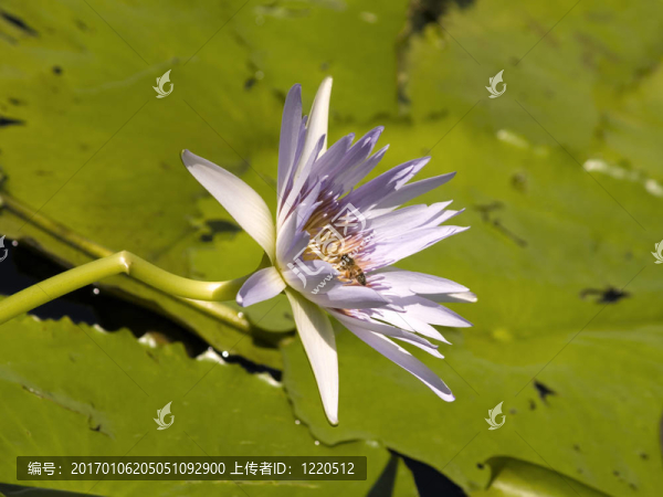 水百合