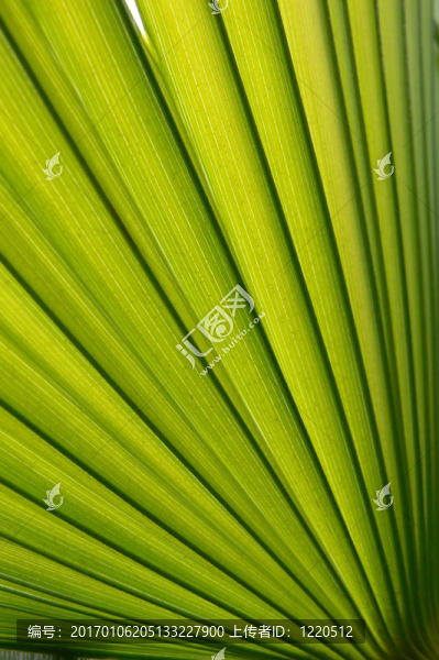 新的棕櫚葉