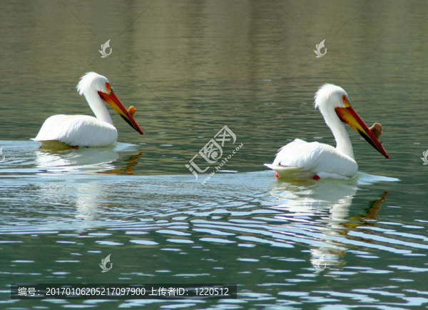鵜鶘4