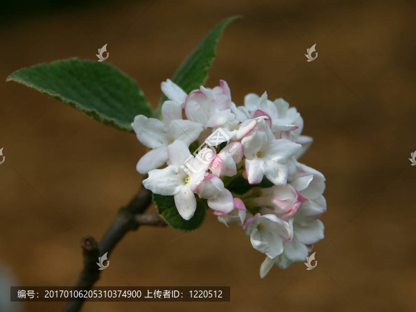 丁香花
