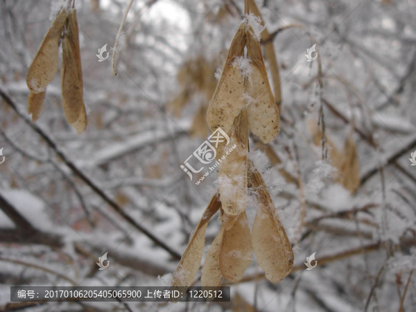雪花