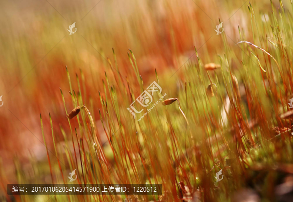 苔蘚
