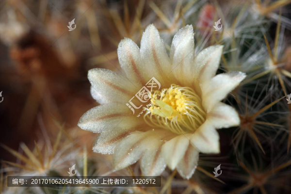 仙人掌開花