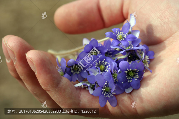 春天的花朵