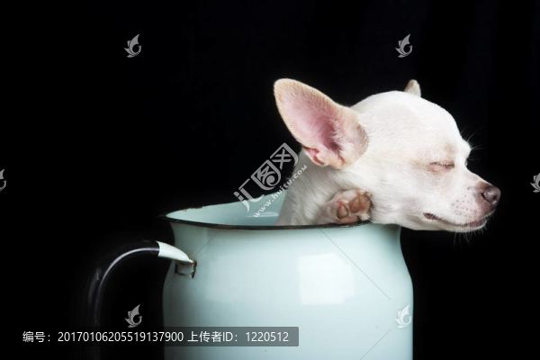 休息的奇瓦瓦