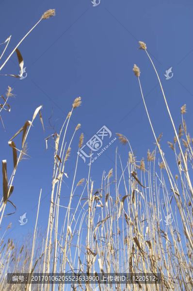 干急藍(lán)的天空