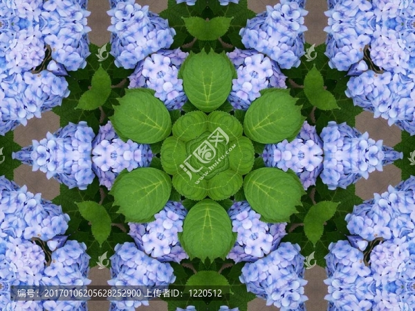 藍(lán)色繡球花