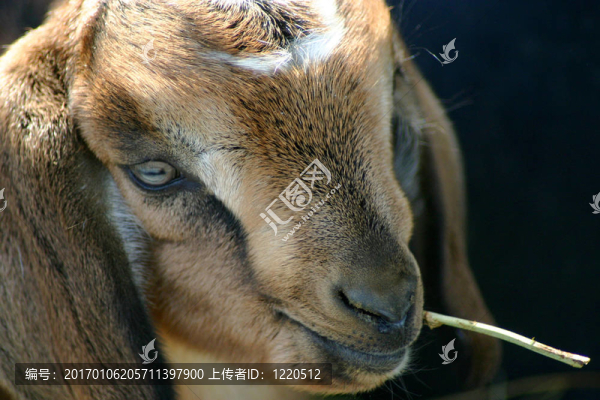 努比亞2吃草