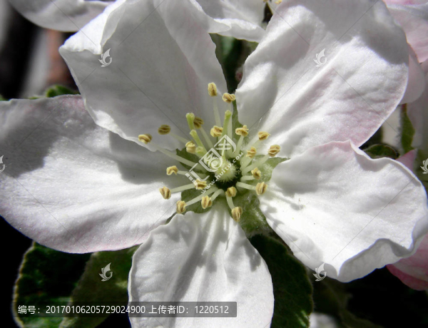 蘋果花