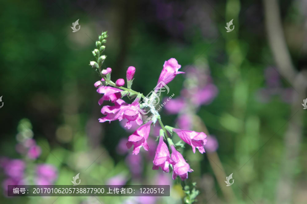紫色的野花