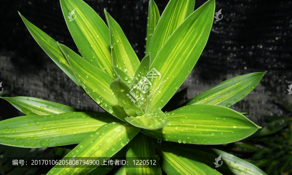 裝飾植物2