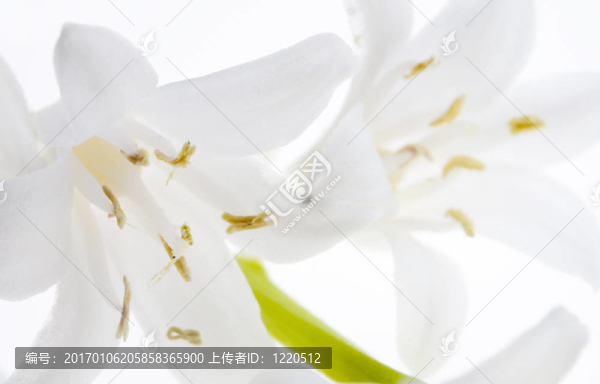 兩個(gè)白色的鈴鐺